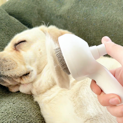 Pawzioo™ Viral Steam Brush（Limited Time Discount 🔥 Last Day）