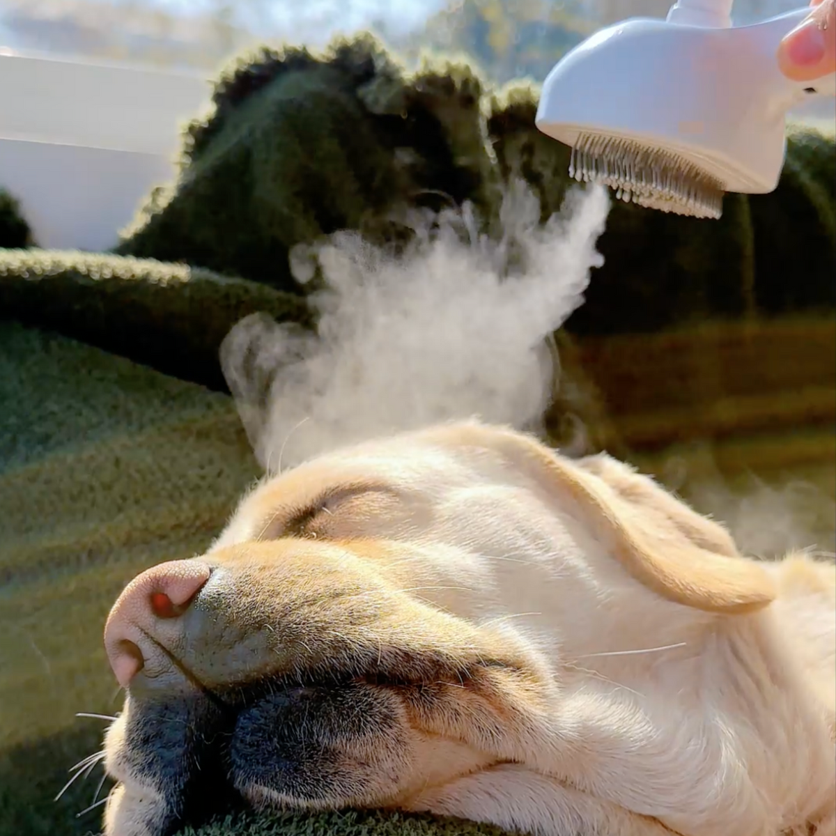 Pawzioo™ Viral Steam Brush（Limited Time Discount 🔥 Last Day）