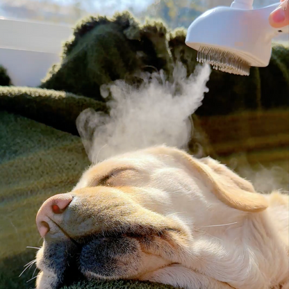 Pawzioo™ Viral Steam Brush（Limited Time Discount 🔥 Last Day）