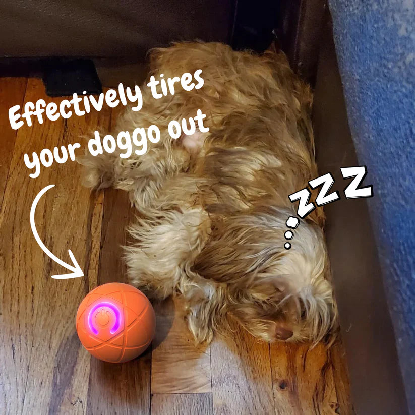 ✨2026 New Release -50% Off - Pet Bounce Ball for Cats🐱 & Dogs🐶