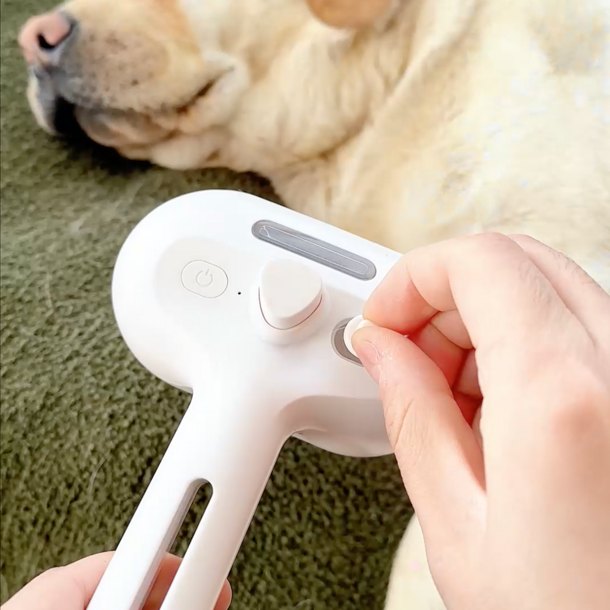 Pawzioo™ Viral Steam Brush（Limited Time Discount 🔥 Last Day）